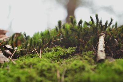 Close-up of moss growing on land