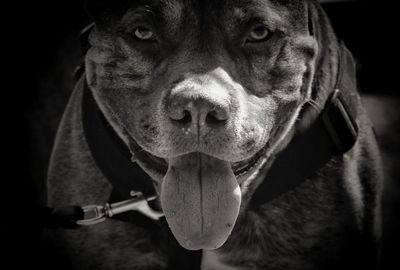 Close-up portrait of a dog