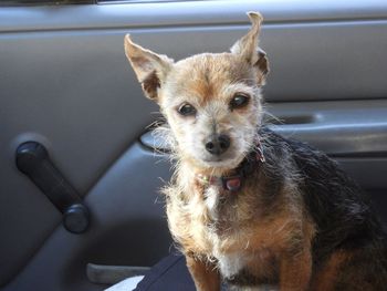 Portrait of dog sitting on car