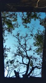 Close-up of silhouette tree against sky