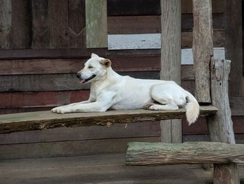 White dog resting on wooden plank