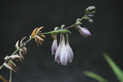 Close-up of flowers blooming outdoors