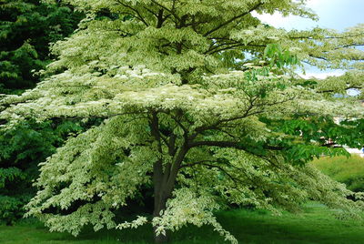 Low angle view of fresh green tree