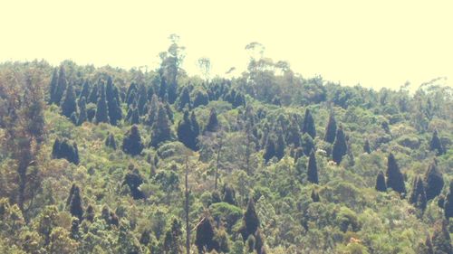 Scenic view of forest against sky