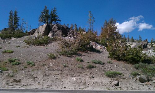 Trees on landscape against blue sky