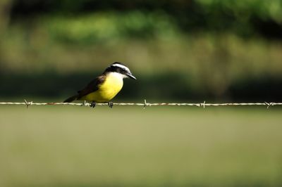 Close-up of bird perching