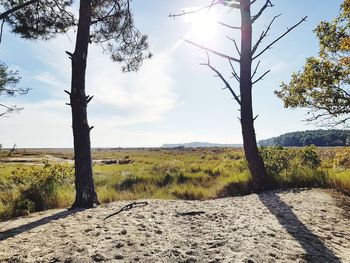 Trees on field against sky