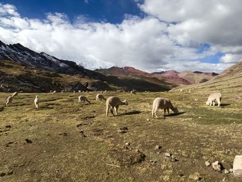 Horses grazing on field against sky