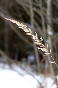 Close-up of snow on leaf during winter