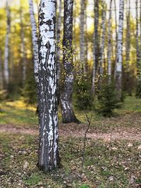 Pine trees in forest