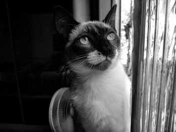 Close-up of cat looking away at home