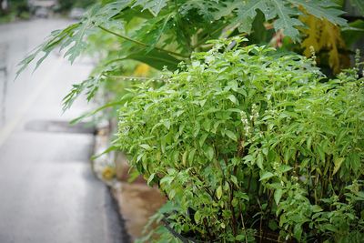 Close-up of fresh green plant