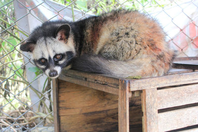 Portrait of cat in zoo