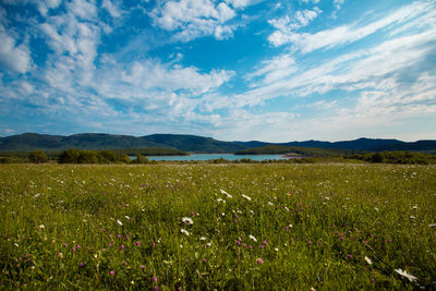 Scenic view of grassy field against sky