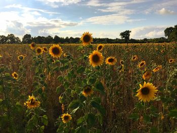 Scenic view of sunflower field against sky