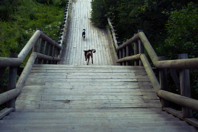 High angle view of dogs running on steps