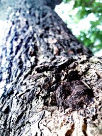 Close-up of tree stump