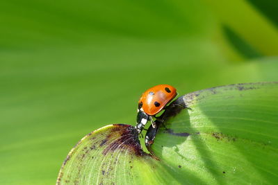 Close-up of ladybug on leaf