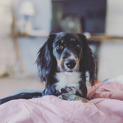 Close-up of dog looking away