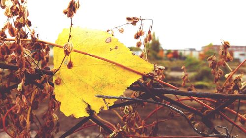 Close-up of autumn tree against sky