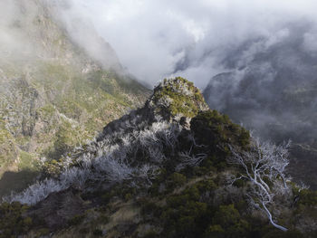 Madeira, burned forest near pico ruivo
