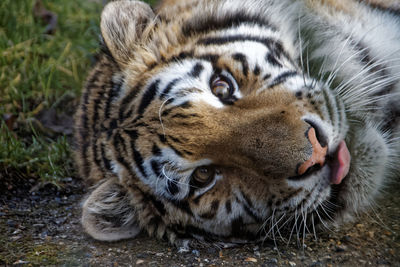 Close-up portrait of a cat