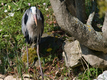 Close-up of a bird in forest