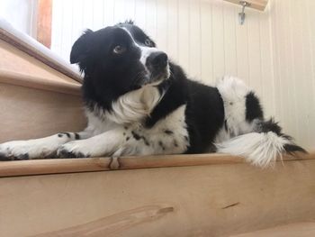 Dog relaxing on floor at home