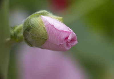 Close-up of pink rose