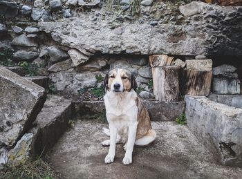 Portrait of dog sitting on rock