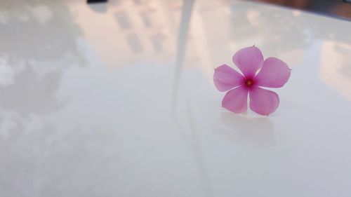 Close-up of flower against blurred background