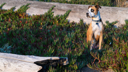 Dog looking away on field