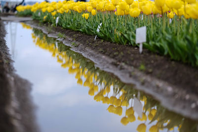 Low angle view of yellow flowering plants