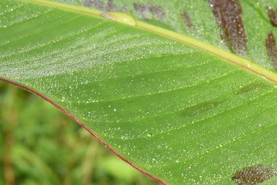 Close-up of wet leaf during rainy season