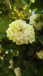 Close-up of flowers blooming outdoors