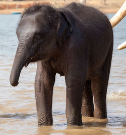 Close-up of elephant in water