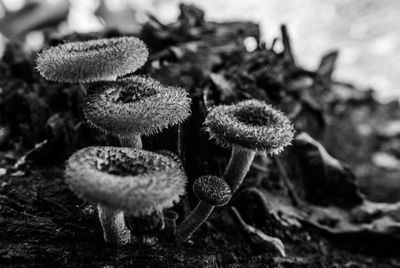 Close-up of mushroom growing on field