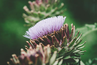 Close-up of purple thistle flower