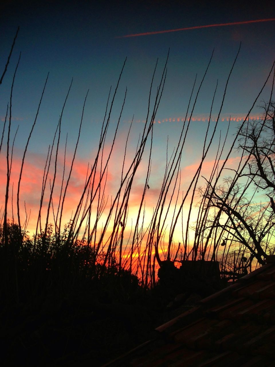 sunset, silhouette, tranquility, beauty in nature, tranquil scene, nature, scenics, sky, plant, orange color, growth, clear sky, landscape, idyllic, field, dusk, outdoors, dark, blue, sun