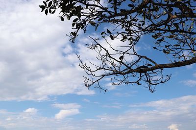 Low angle view of silhouette tree against sky