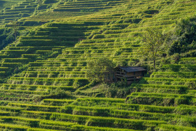 Scenic view of agricultural field