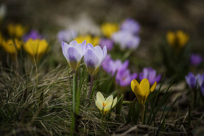 Close-up of purple crocus blooming on field