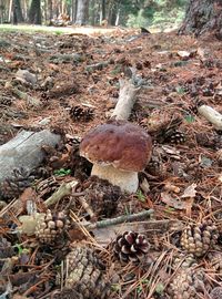 High angle view of mushroom growing on field