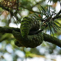 Close-up of pine tree branch