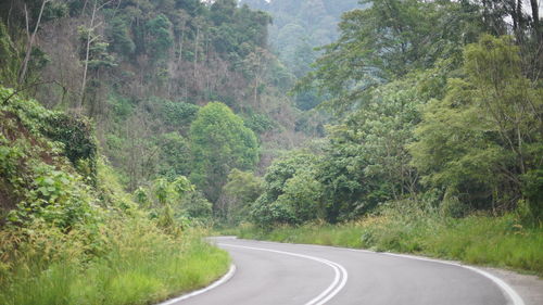 Road amidst trees