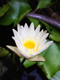 Close-up of white water lily blooming outdoors