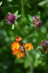 Close-up of bee on flower