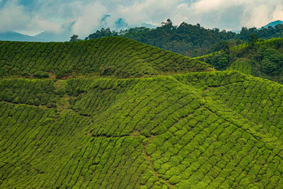 Scenic view of farm against sky