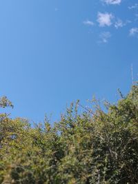 Low angle view of trees against clear blue sky