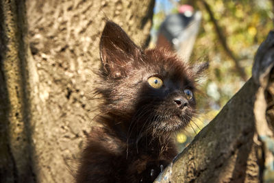 Close-up portrait of a cat looking away